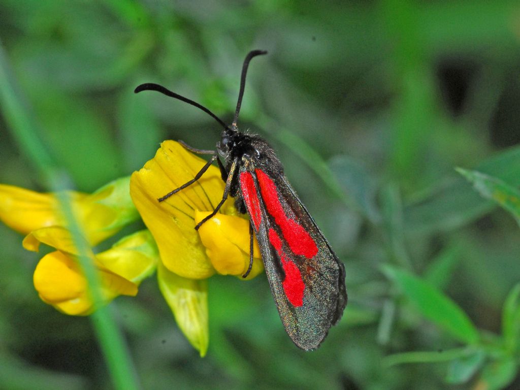 Romeo, perch sei tu Romeo?  S, Zygaena romeo